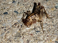 Ceuthophilus