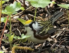 Setophaga pensylvanica