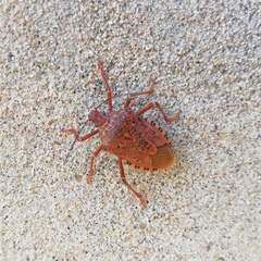 Apodiphus integriceps