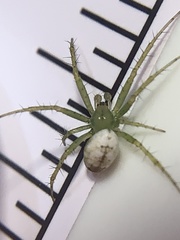 Mangora gibberosa