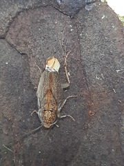 Parellipsidion latipenne