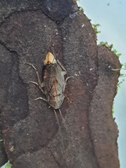 Parellipsidion latipenne