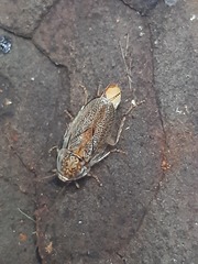 Parellipsidion latipenne