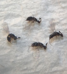 Eupristina verticillata