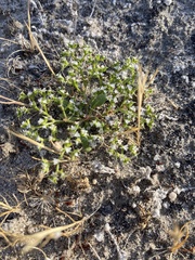Chorizanthe parryi parryi