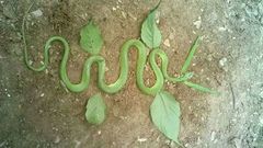 Gonyosoma