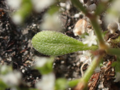 Chorizanthe parryi parryi