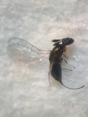 Eupristina verticillata