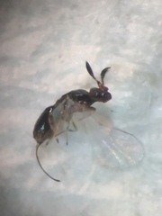 Eupristina verticillata