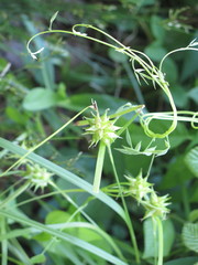 Carex grayi