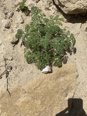 Tauschia parishii