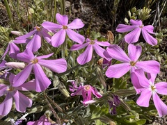 Phlox austromontana