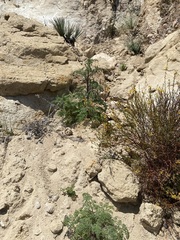 Tauschia parishii