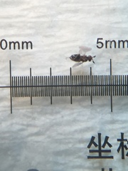 Eupristina verticillata