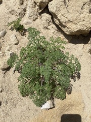 Tauschia parishii