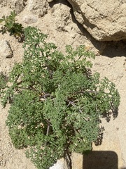 Tauschia parishii