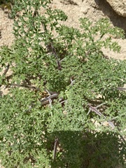Tauschia parishii