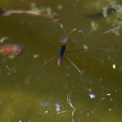 Limnoporus dissortis