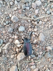 Eleodes suturalis