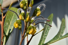 Grevillea venusta