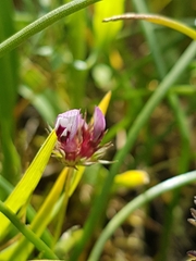 Trifolium willdenovii