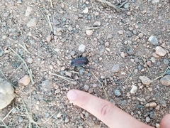 Eleodes suturalis