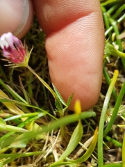 Trifolium willdenovii