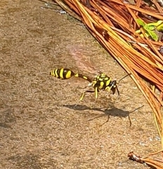 Phimenes flavopictus flavopictus