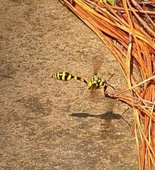 Phimenes flavopictus flavopictus