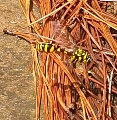 Phimenes flavopictus flavopictus