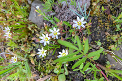 Lewisia triphylla