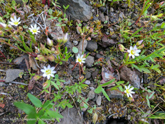 Lewisia triphylla