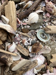 Trigonostoma elegantulum
