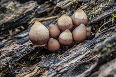 Mycena clarkeana