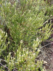 Phylica paniculata