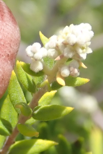 Image of Phylica paniculata by (c) Nicola van Berkel, some rights reserved (CC BY-SA)