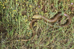 Pseudopus apodus apodus