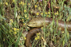 Pseudopus apodus apodus