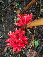Zingiber chrysanthum