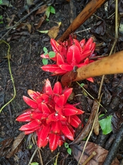 Zingiber chrysanthum