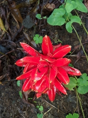 Zingiber chrysanthum