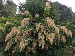 Dobinea vulgaris