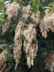 Dobinea vulgaris