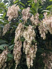 Dobinea vulgaris