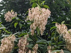 Dobinea vulgaris