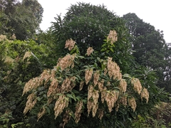 Dobinea vulgaris