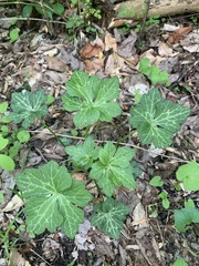 Saniculeae