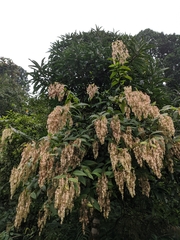 Dobinea vulgaris