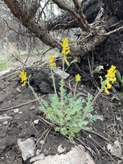 Corydalis aurea occidentalis