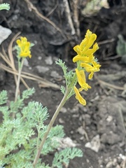 Corydalis aurea occidentalis